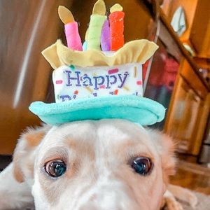 Meet your Posher, Cynthia